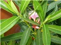 oleander